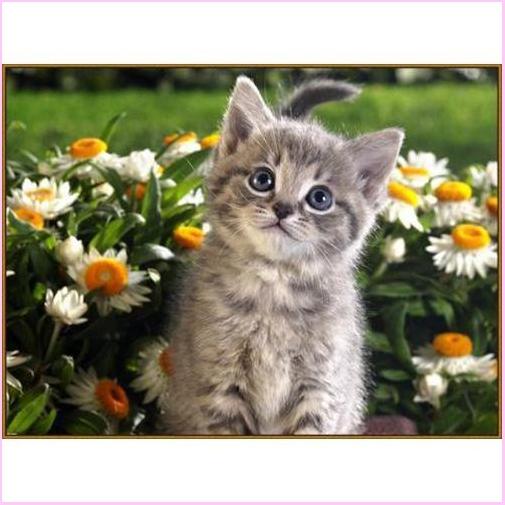 Cute Kitty - Starter Edition-Starter Kit-Heartful Diamonds