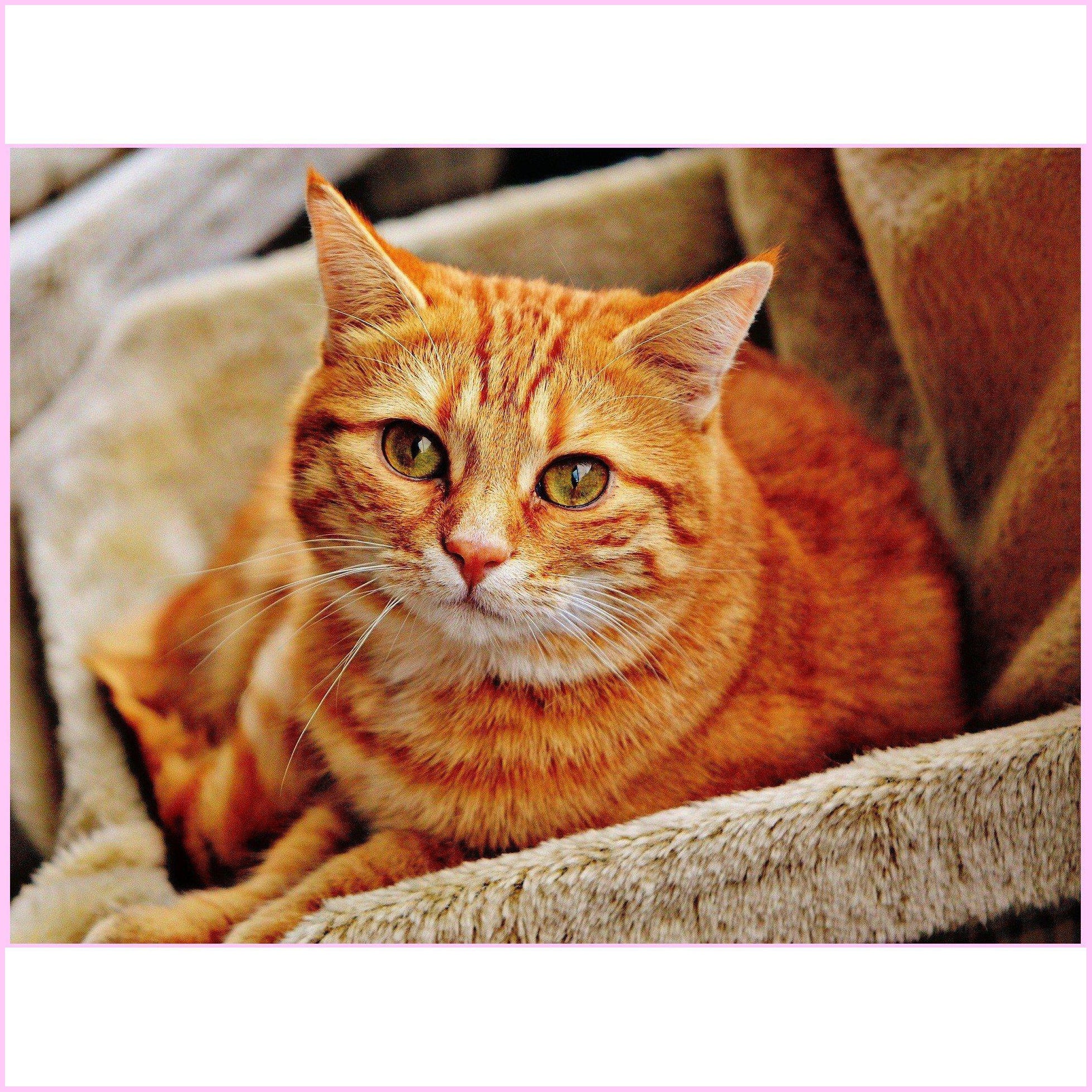 Golden Orange Cat-Diamond Painting Kit-Heartful Diamonds