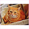 Golden Orange Cat-Diamond Painting Kit-Heartful Diamonds