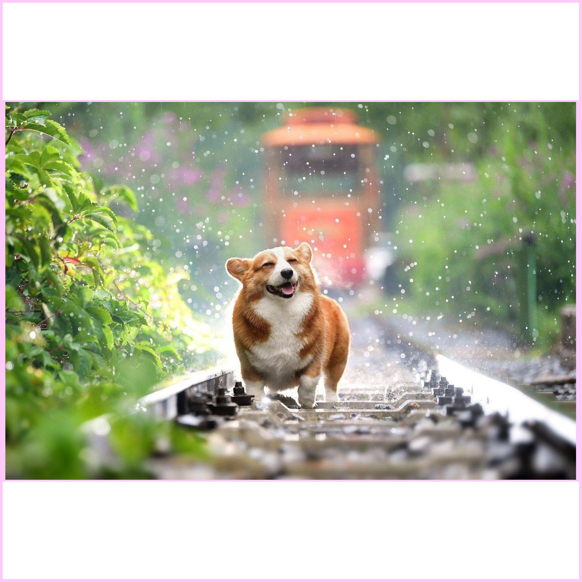 Happy Rain Corgi-Diamond Painting Kit-Heartful Diamonds