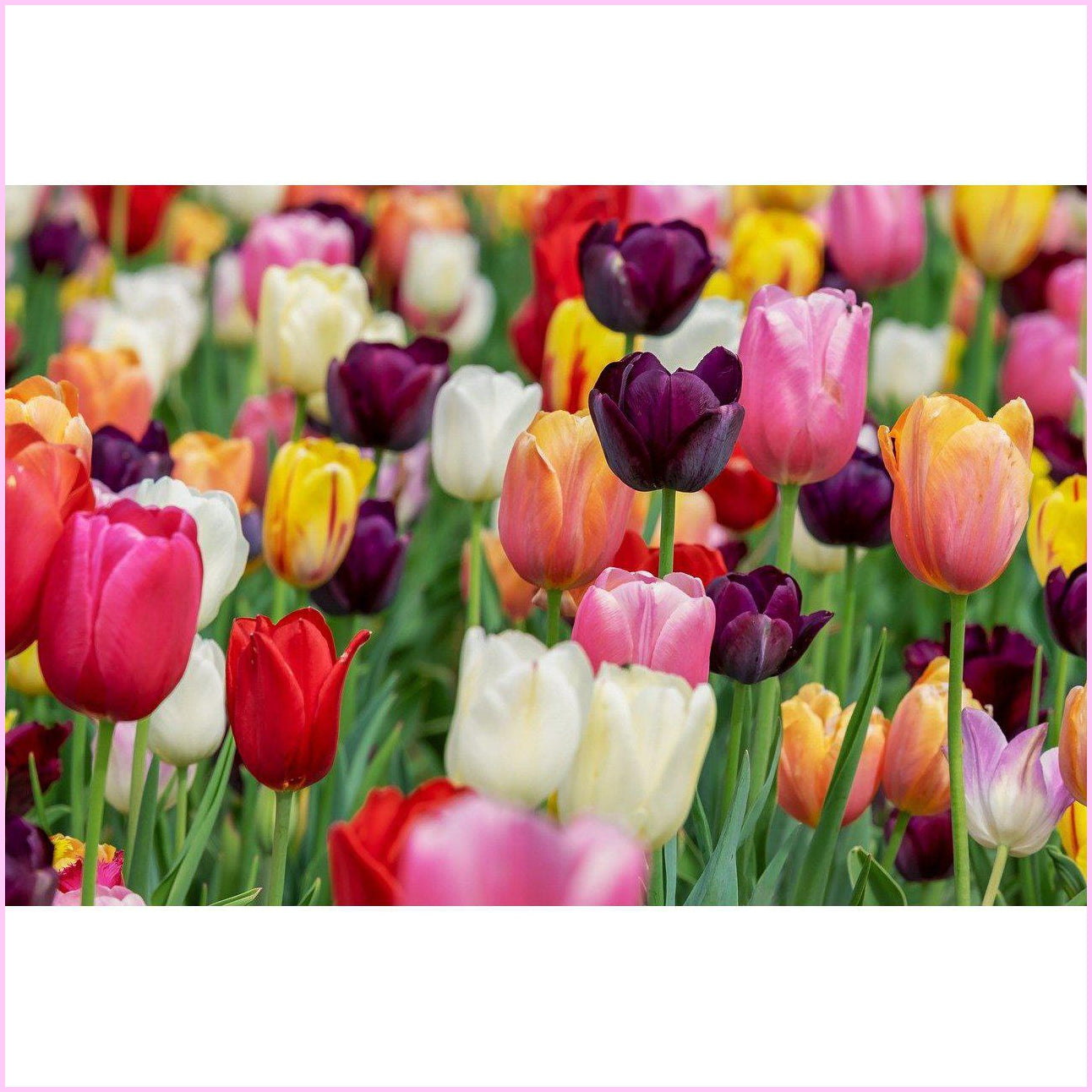 Tulip Garden-Diamond Painting Kit-Heartful Diamonds