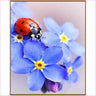 Cute Little Ladybug - Starter Edition-Starter Kit-Heartful Diamonds