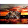 Leopard Resting in the African Sunset-Diamond Painting Kit-Heartful Diamonds