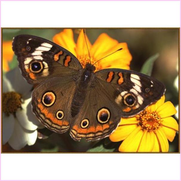 Monarch Butterfly - Starter Edition-Starter Kit-Heartful Diamonds