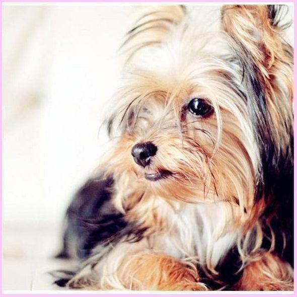 Picture Perfect Yorkie-Diamond Painting Kit-Heartful Diamonds