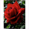 Pretty Delicate Rose - Starter Edition-Starter Kit-Heartful Diamonds