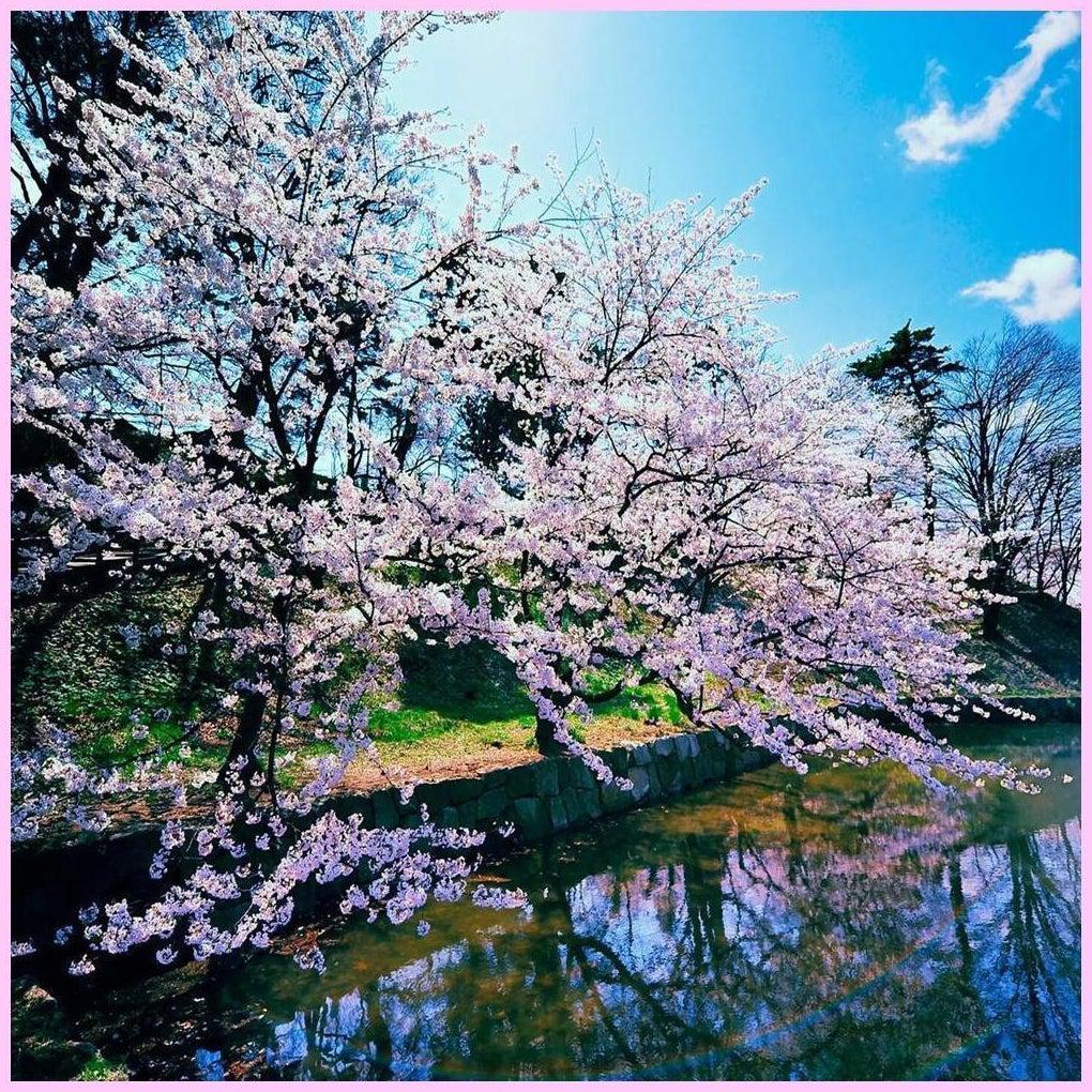 Cherry Blossom Lake-Diamond Painting Kit-Heartful Diamonds