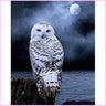 Snowy Owl in the Moonlight-Diamond Painting Kit-Heartful Diamonds
