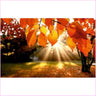 Sunshine Through Autumn Leaves - Starter Edition-Starter Kit-Heartful Diamonds